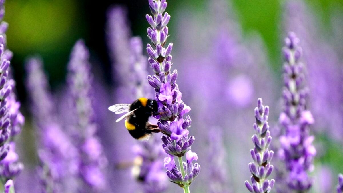 aelbers-media-de-bijen-komen-in-je-tuin-in-het-voorjaar-van-2026-als-ze-deze-bol-vinden-waar-ze-dol-