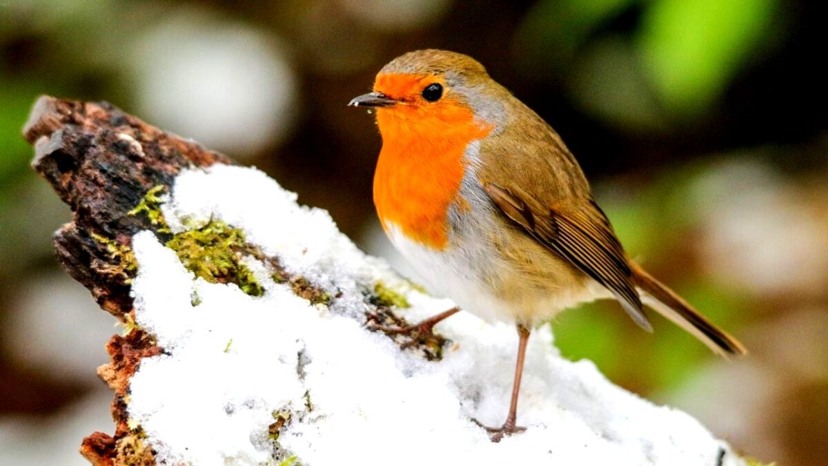 aelbers-media-tuin-zo-lok-je-roodborstjes-met-koffiedik-deze-winter-en-houd-je-eekhoorns-op-afstand
